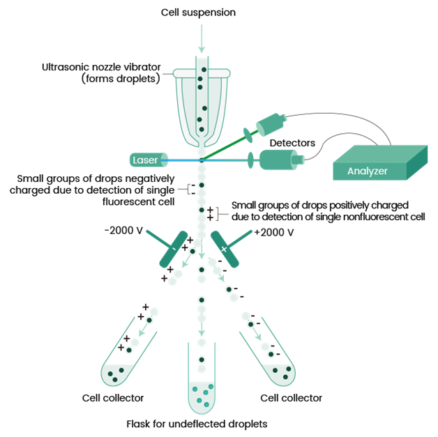 Fluorescence Activated Cell Sorting (FACS)